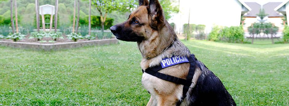 Oprema za policijske pse